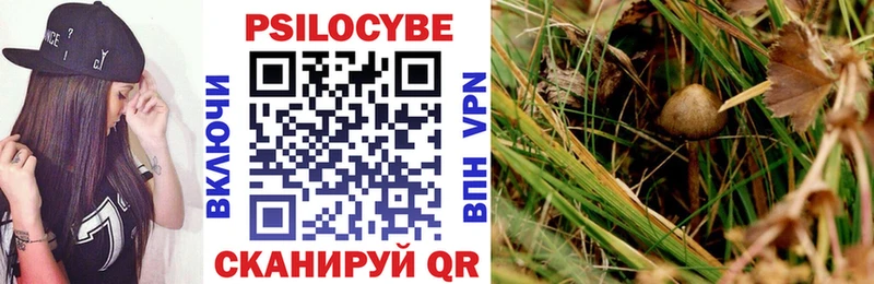 Галлюциногенные грибы Psilocybe Зуевка